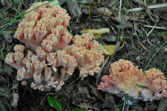 Altino con gli amici delle Marche